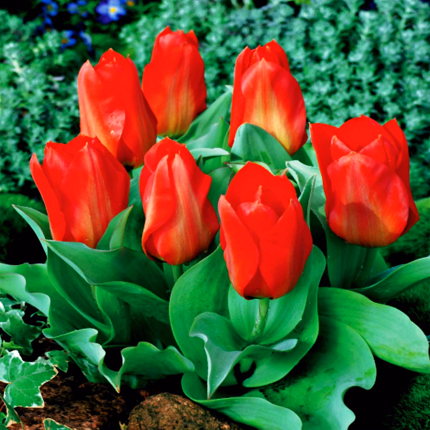 Tulipani Bulbi Bulbi Fiori Fosteriana Tulipano Princeps 5 pz.