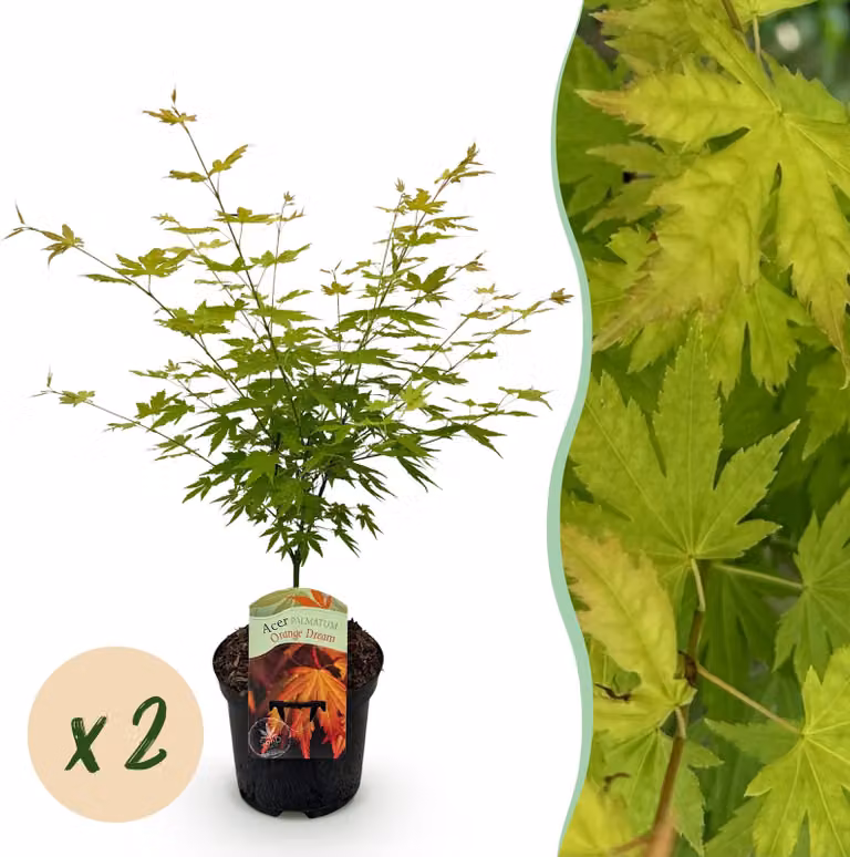 Pianta da terrazzo - Acero giapponese - Acer palmatum Orange Dream - Arancione - 2 Piante - Decidua - 60-70cm - Ø25cm - Pianta da giardino