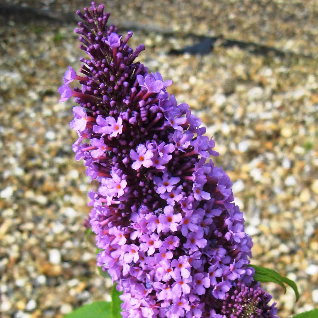 2 piante di buddleja (Buddleja davidii 'Peacock') | 30-40 cm in vaso