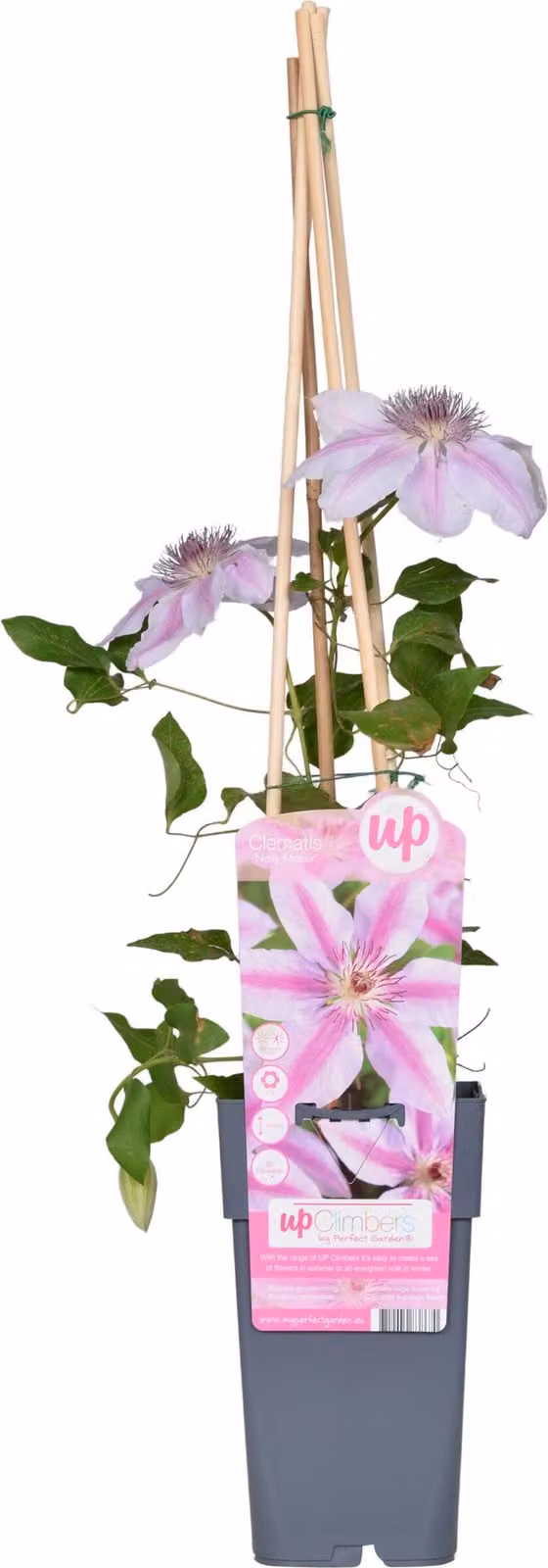 Clematis Nelly Moser - Clematide bicolore - ↨65 cm - Ø15 cm