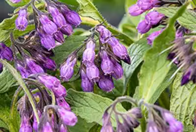 6 x Symphytum officinale - Comfrey - vaso 9 x 9 cm