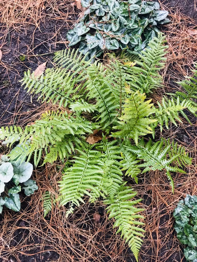 6 x Dryopteris affinis - felce squamosa dorata - vaso 9 x 9 cm