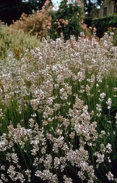 Lavanda Lavandula int. 'Edelweiss' - Ø10-25cm - Ø9cm - 6 piante - Fiori