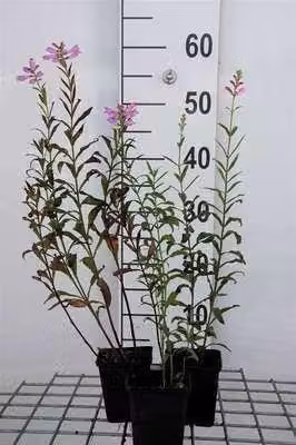 6 x Physostegia virg. 'Bouquet Rose' - fiore snodato - vaso 9 x 9 cm