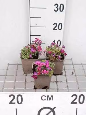6 x Aubrieta hybrida 'Cascade Purple' - Blaukissen - Topf 9 x 9 cm