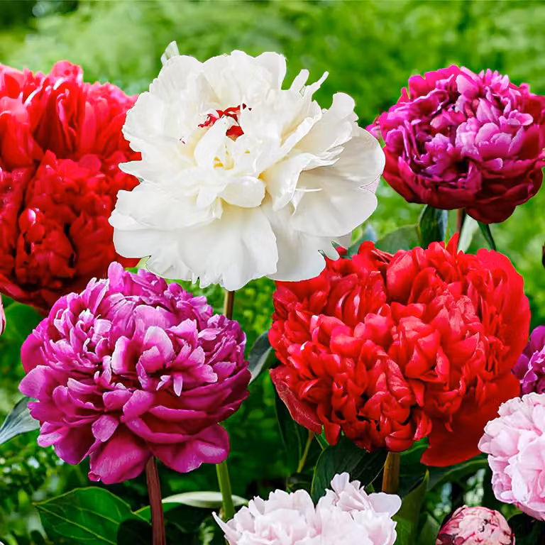 Peonie resistenti al freddo, collezione "Passion" - 3 rizomi - mix di varietà ibride di peonie di grandi dimensioni - piante perenni - piante provenienti dall'Olanda, adatte per giardino e vaso (non semi, non bulbi, non artificiali)