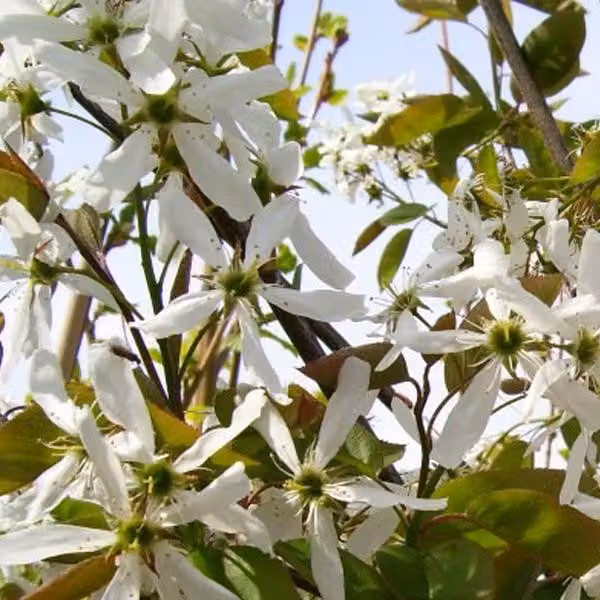 Amelanchier 'Ballerina' (Amelanchier) | 60-80 cm, in vaso