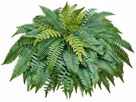 Pianta di Felce Artificiale VEVOR Boston Green, Diametro: 127 cm