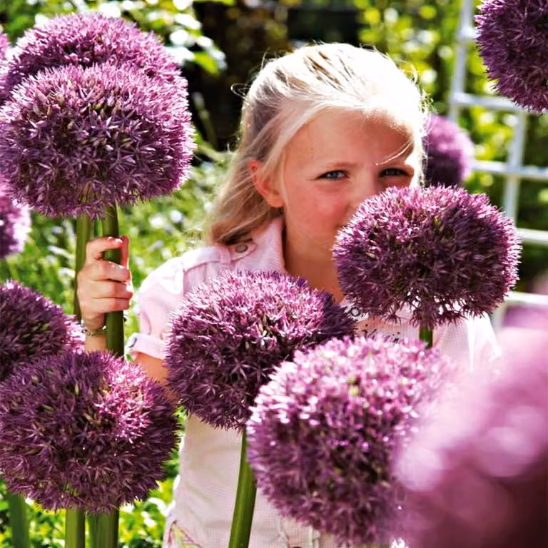 Bulbi da fiore Bulbi Porro ornamentale Allium Pinball Wizard 1 pz.