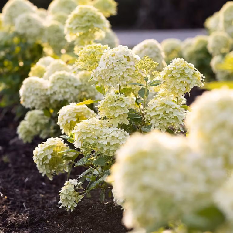 Ortensie resistenti al freddo, varietà Paniculata Little Passion (3 piante) - Piante di ortensia provenienti dai Paesi Bassi - Vere ortensie da giardino (non semi, fiori artificiali o prodotti artificialmente) - Piante per balcone perenni