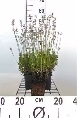 6 x Lavandula ang. rosea' - Lavanda - Vaso 9 x 9 cm