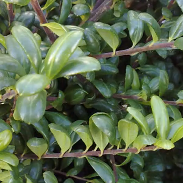 2 piante di *Ilex crenata* 'Convexa' (chiamate anche "Löffel-ilex"), alte 30-40 cm, in vaso