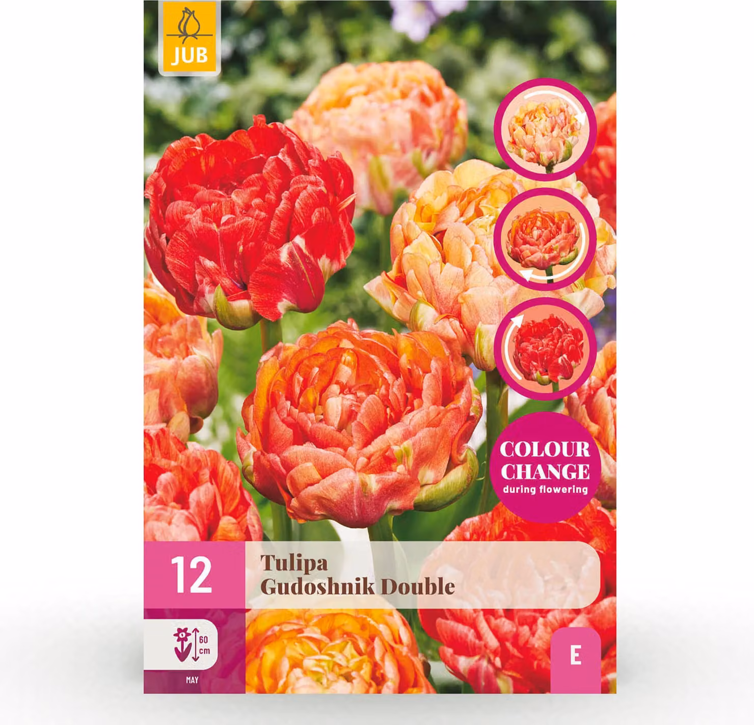 Bulbi da fiore - Tulipano 'Gudoshnik Double' - Fiore doppio - 12 pezzi - Bulbo misura 11/12 - 20-50cm - Ø5cm - Pianta da giardino - Multideal