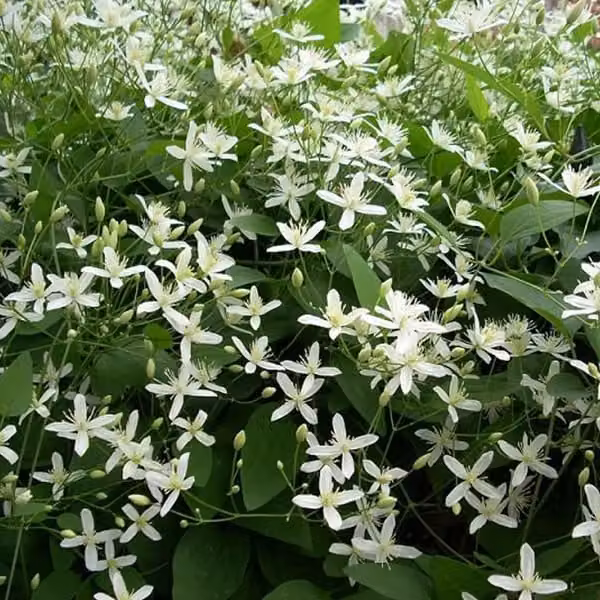 Waldrebe armandii - Clematis armandii 'Snow Bells' | 60-80 cm, in vaso