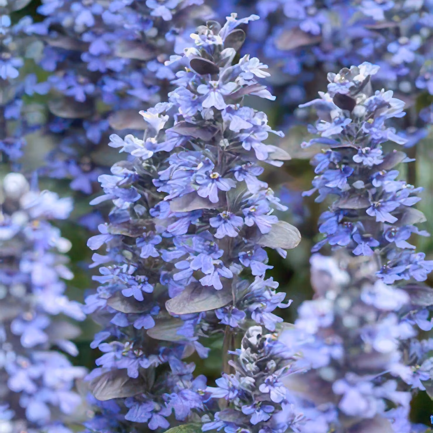 Ajuga strisciante Ajuga reptans 'Burgundy Glow' 10-25cm Ø9cm 6 piante decorative