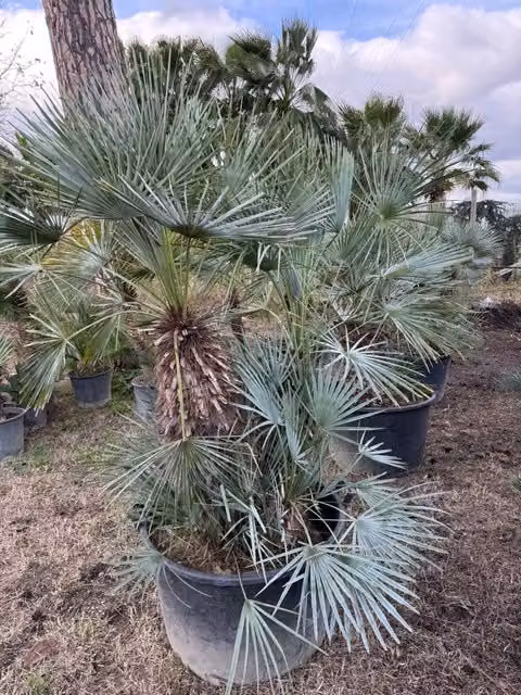 Palma nana blu - Chamaerops humilis var. cerifera 2 tronchi H 50/60cm di tronco