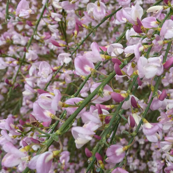 2 piante di Ginestra 'Moyclare Pink' (Cytisus), alte 40-60 cm, in vaso