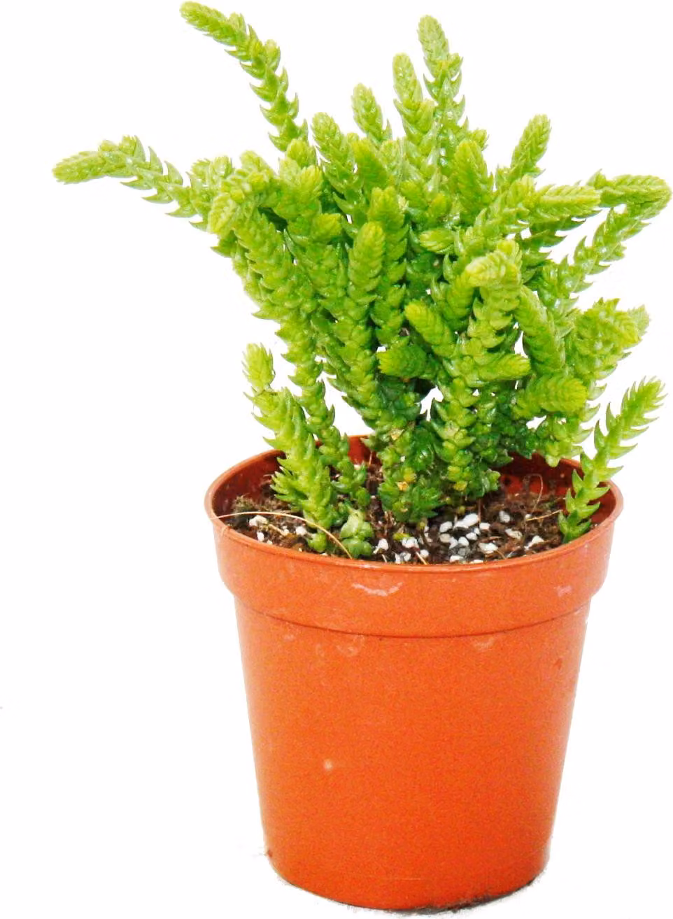 Pianta succulenta - Crassula lycopodioides - coda di topo - in vaso da 5,5 cm