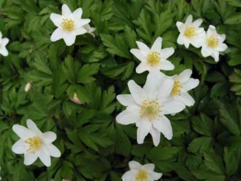 100 x Anemone nemorosa - Bulbi da fiore - Bulbi