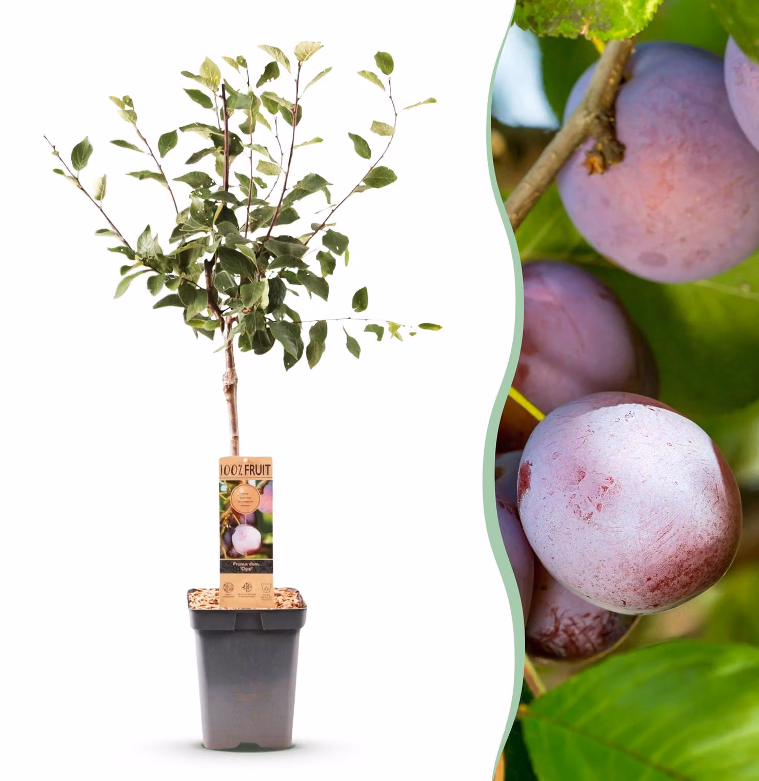 Prugna - Prunus domestica Opal - Frutto giallo rosso - Pianta da frutto - 80-90cm - Ø21cm - Pianta da giardino