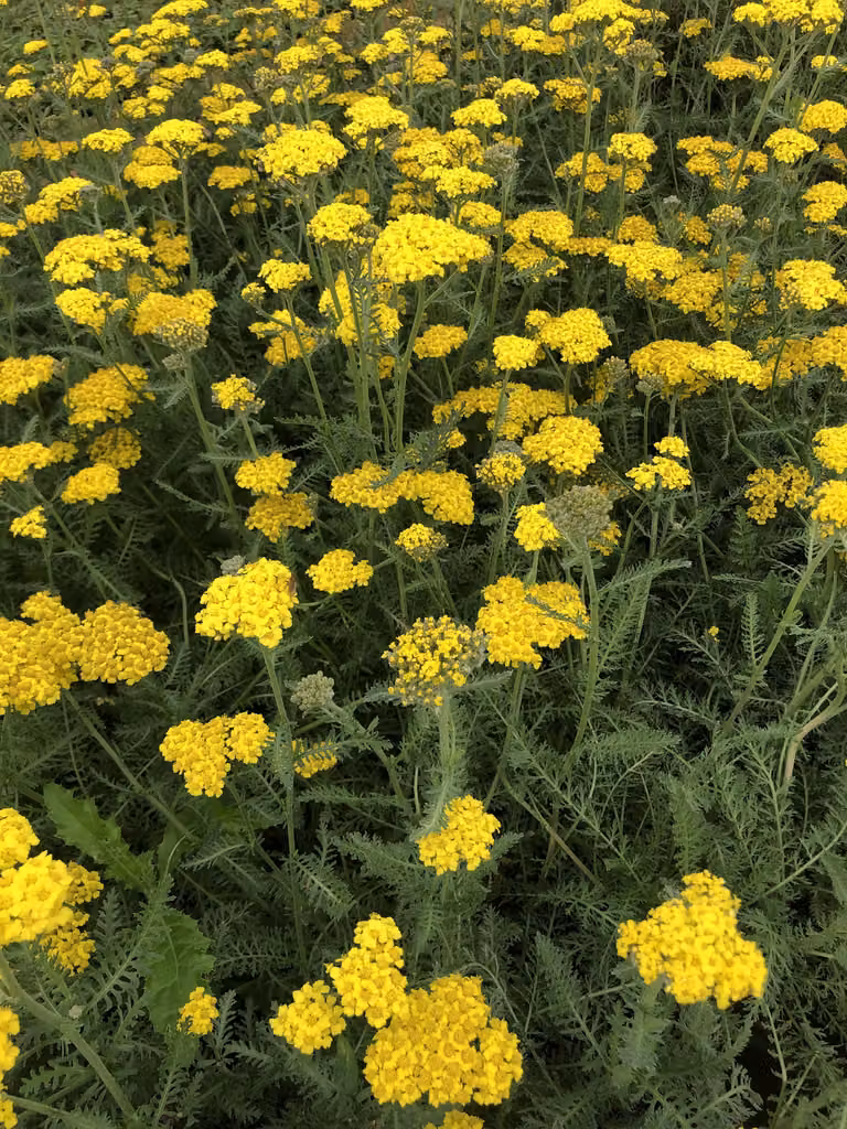 6 x Achillea hybrida 'Little Moonshine'pbr - Schafgarbe im topf 9 x 9 cm