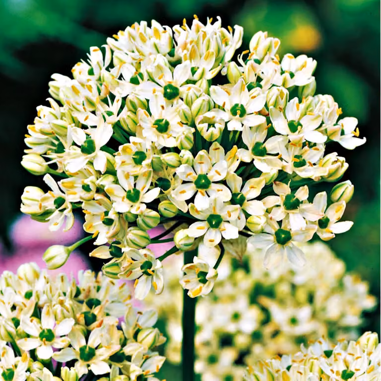 Bulbi da fiore Bulbi Porro ornamentale Allium Nigrum 3 pz.