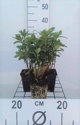 6 x Euphorbia amygd. 'Robbiae' - Euforbia - vaso 9 x 9 cm