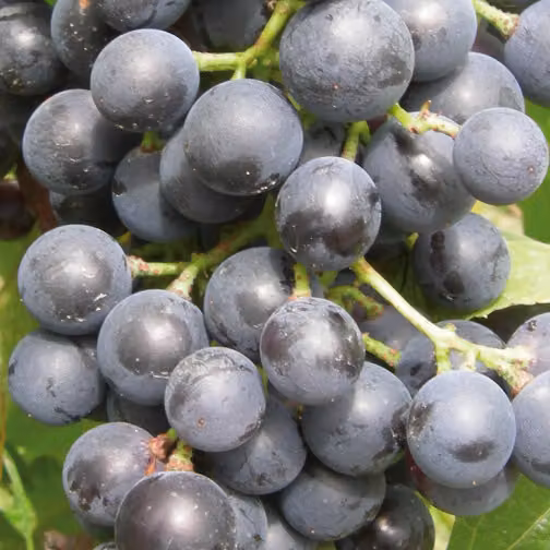 Vite Moscato Bleu 2L
