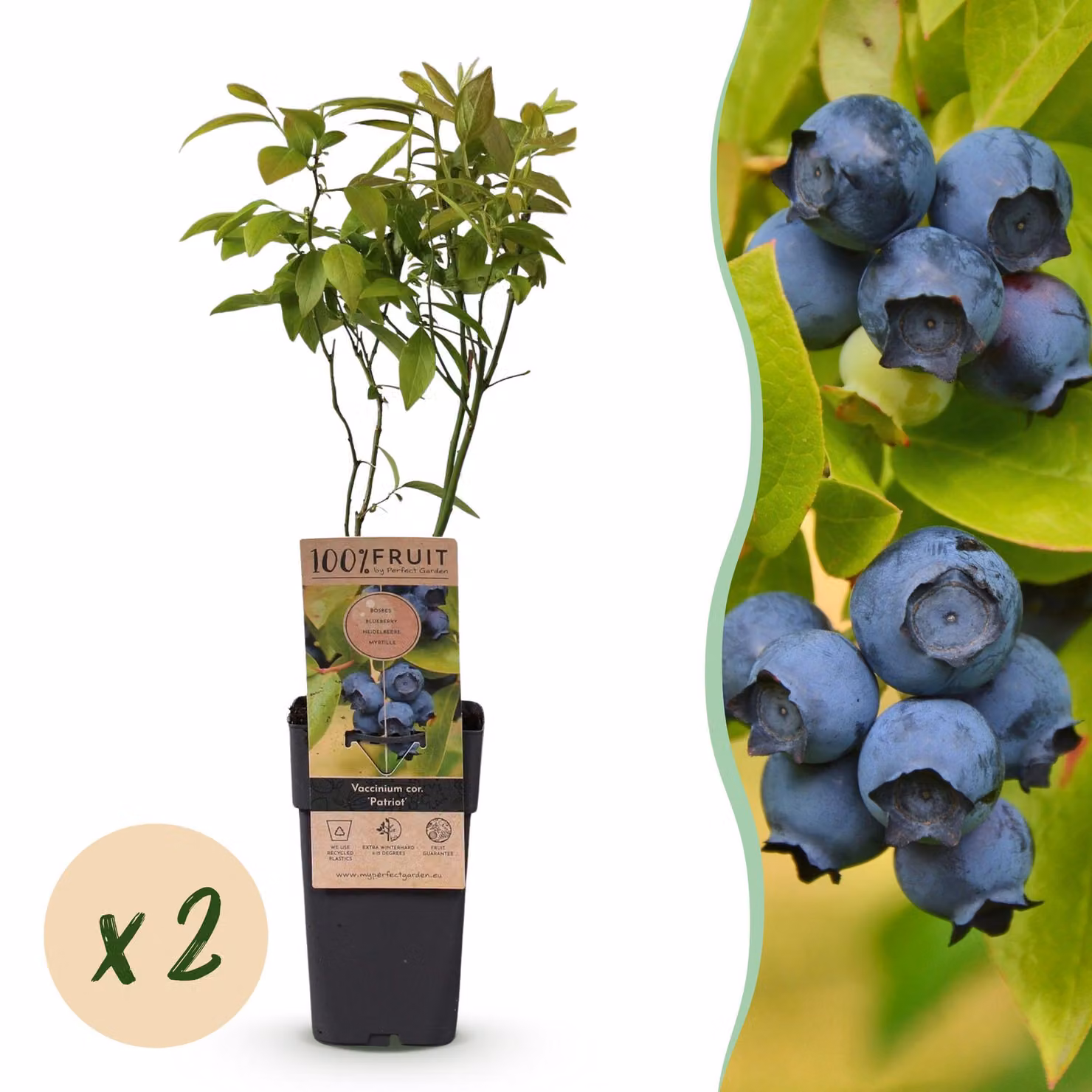 Vaccinium corymbosum Patriot - Mirtillo - Hardy - Mirtillo - 2 piante - 40-50cm - Ø15cm - Pianta da giardino