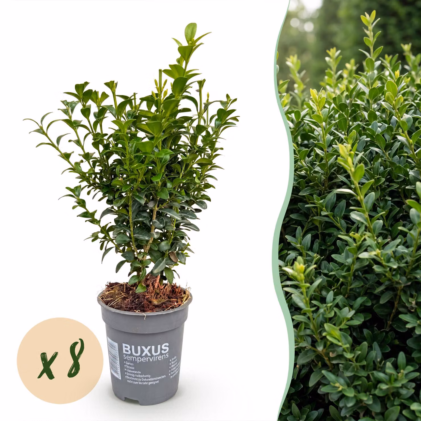 Buxus sempervirens - foglia verde - 8 piante - 1 metro lineare - sempreverde - Aia piante - 25cm - Ø10cm - Pianta da giardino