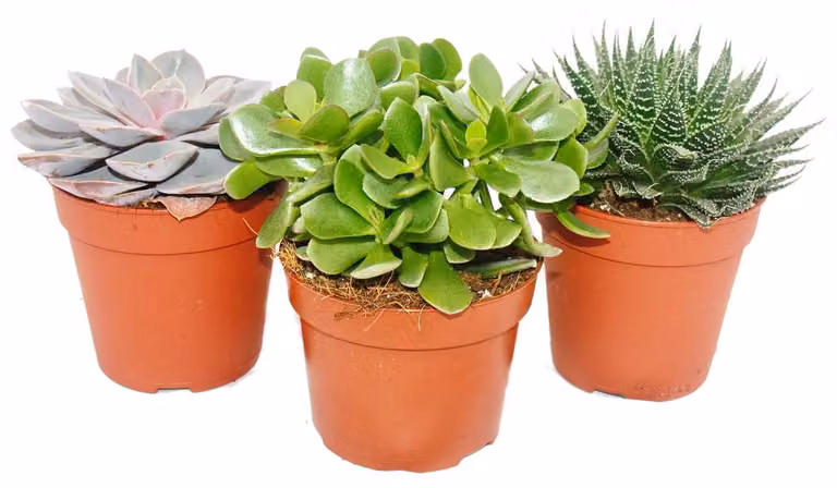 Set di 3 piante grasse - 3 piante diverse in un vaso da 12 cm