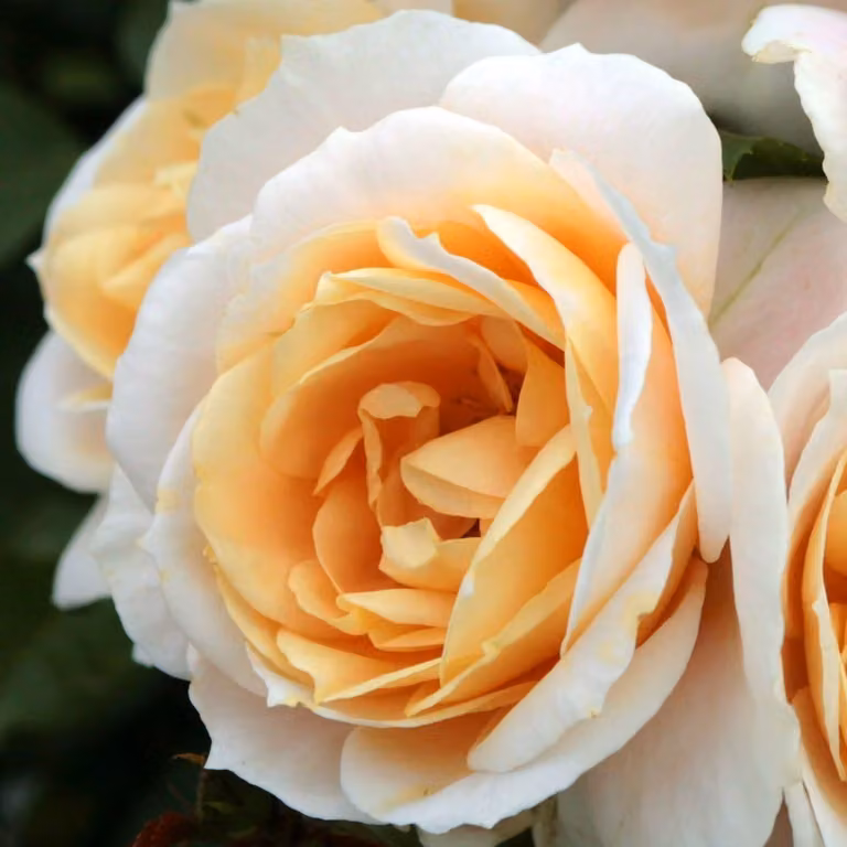 Rosen Pflanzen Creme - 1 pianta - Perenni resistenti al freddo, piante aromatiche di rose vere provenienti dall'Olanda - adatte per giardino e vasi (senza semi, non artificiali)