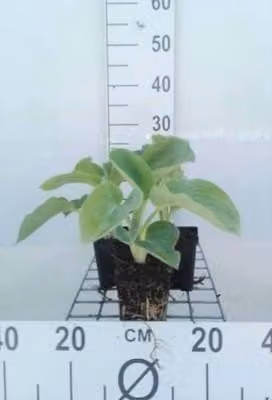 6 x Hosta hybr. 'Royal Standard' - Hosta - vaso 9 x 9 cm
