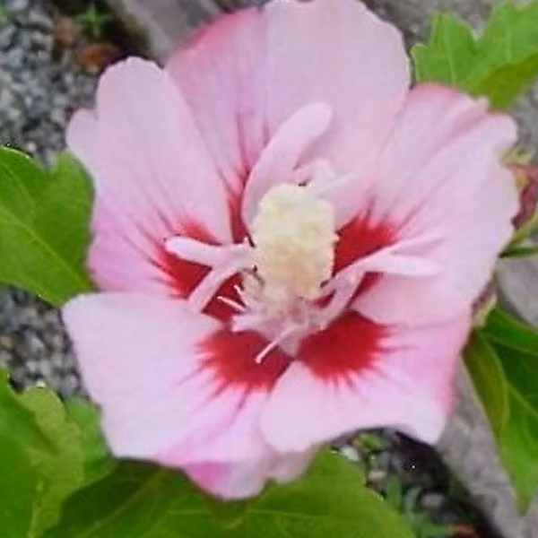 Hibiscus siriano 'Hamabo' - in vaso, altezza 40-60 cm