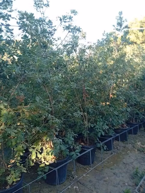 Albero Quercus Pubescens Multitronco 40 di Vivaio Garden Forest per uso ornamentale da esterno