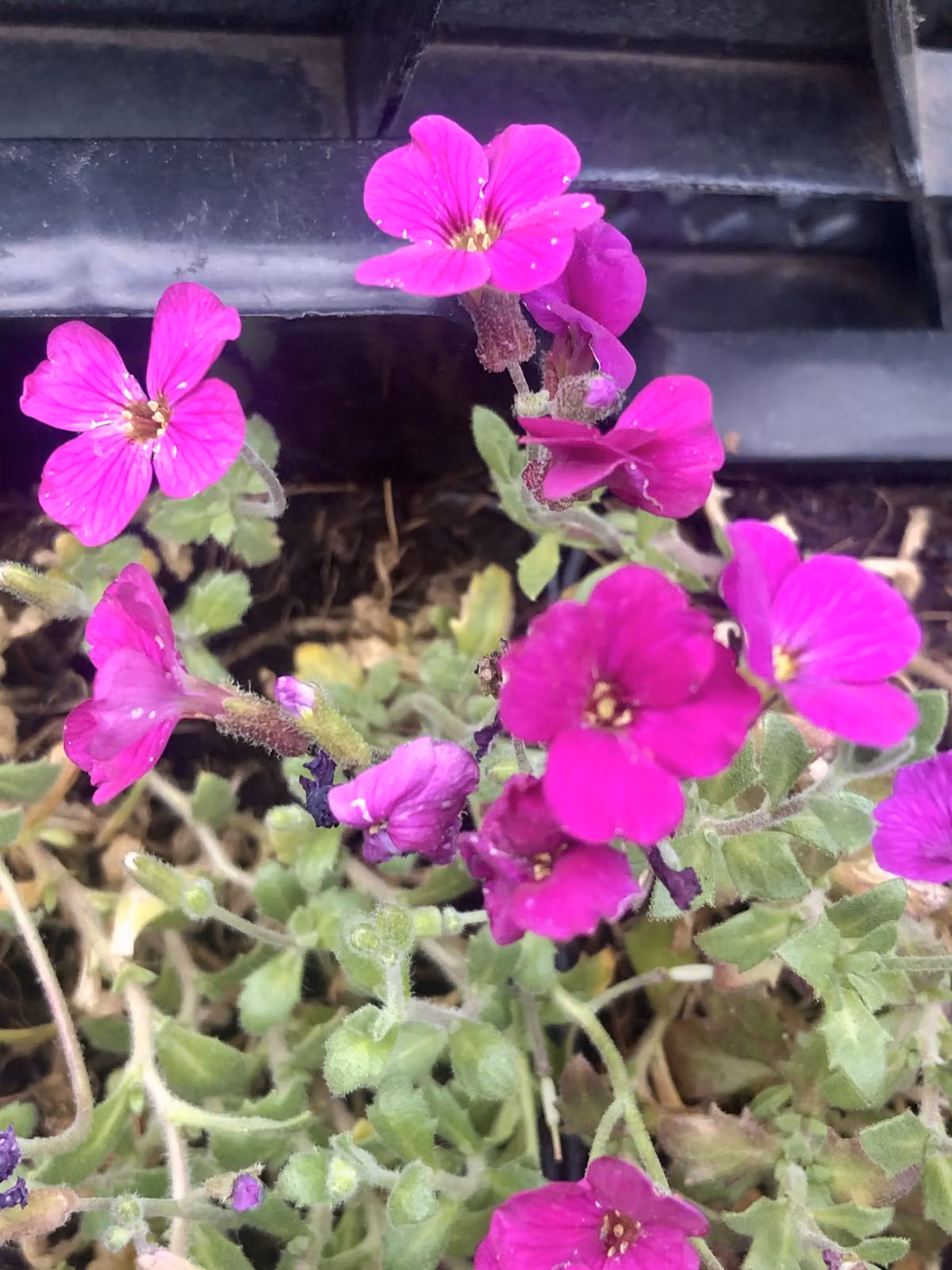 6 x Aubrieta hybr. 'Cascade Red' - Blaues Kissen im 9 x 9 cm Topf