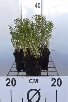 6 x Mentha cervina 'Alba' (preslia cerv. 'alba') - Menta bianca del cervo - vaso 9 x 9 cm
