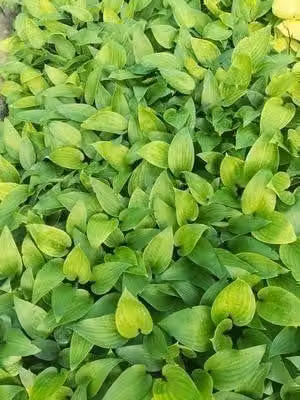 6 x Hosta hybr. 'Purple Heart'® - Hosta - Vaso 9 x 9 cm