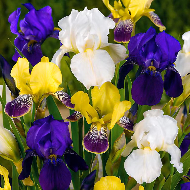 Gigli di Giada resistenti al freddo, perenni - Collezione Iris Germanica - 5 rizomi - Piante perenni resistenti al freddo - Piante a radice nuda provenienti dai Paesi Bassi - per il giardino (senza semi, bulbi e non trattate artificialmente)