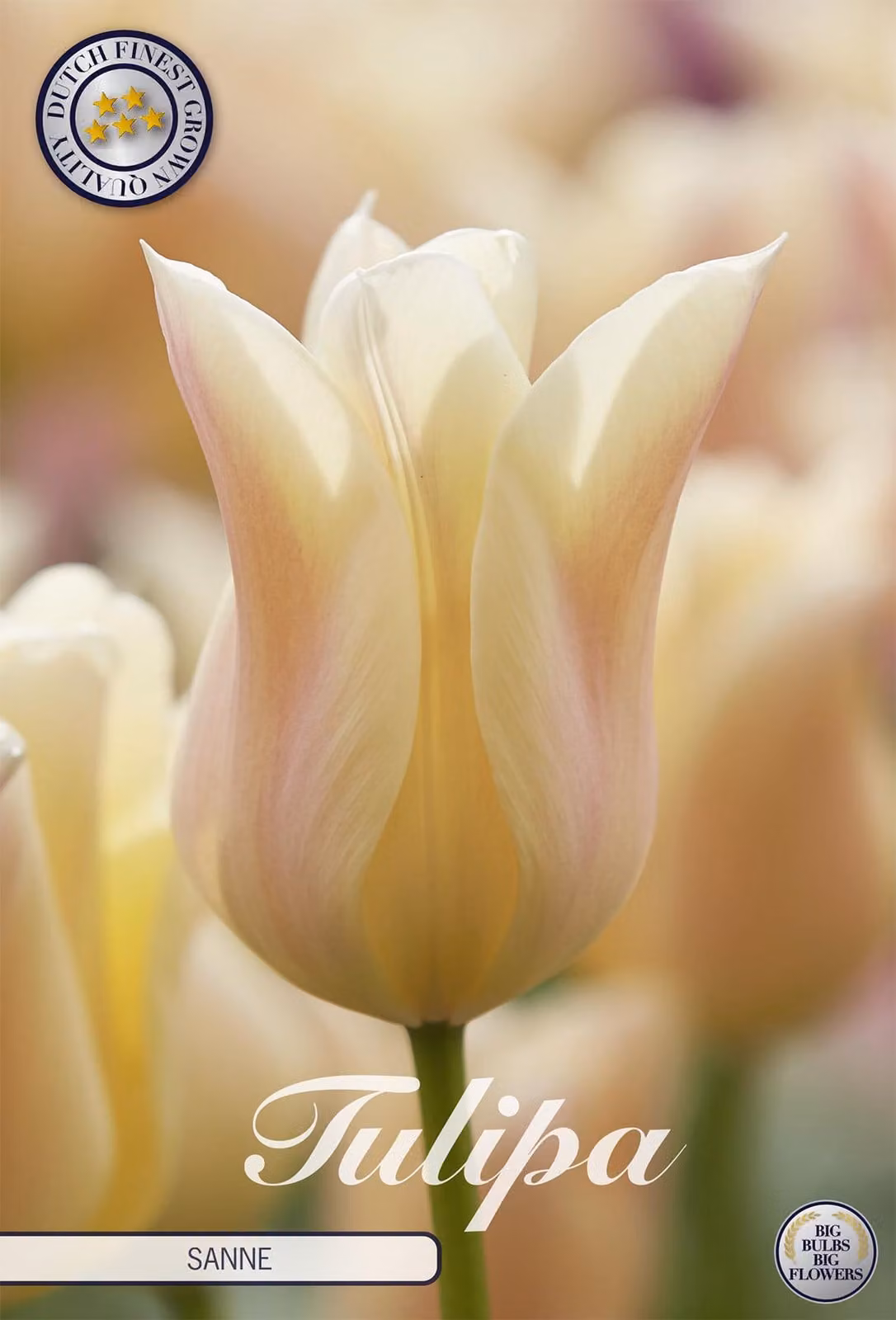 Tulipano Sanne (7 pezzi) | Bulbi di tulipano di Sam van Schooten
