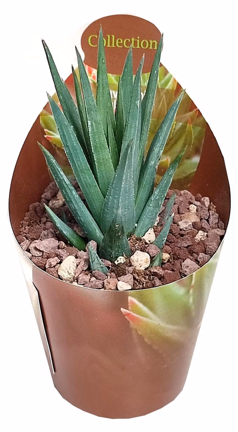 Haworthia glauca  - rara Haworthia - rarità - 6,5cm vaso - 15cm alta