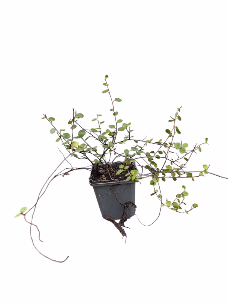 6 x Muehlenbeckia axillaris ( complexa) - Muehlenbeckia - vaso 9 x 9 cm
