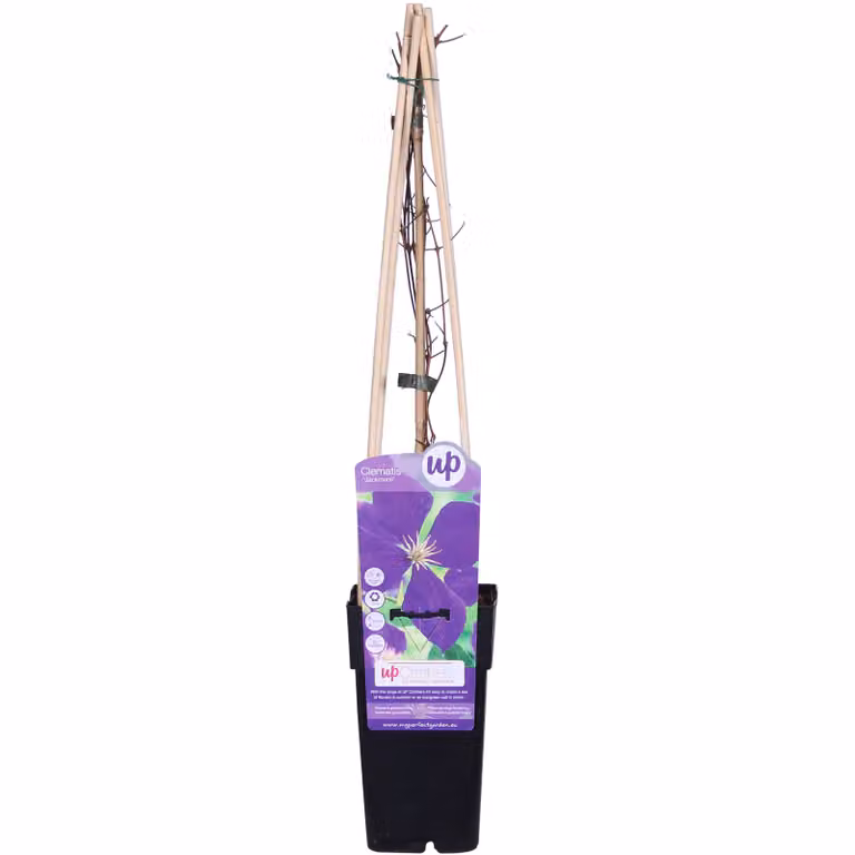 Clematis Jackmanii - ↨65Cm - Ø15