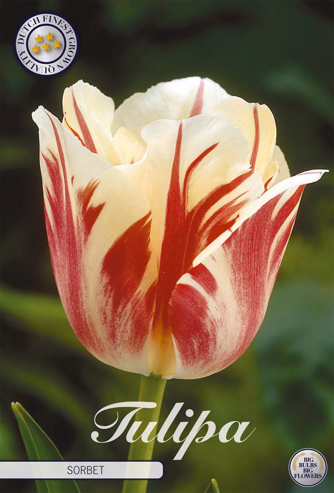Tulipani Sorbet (7 pezzi) | Bulbi di tulipano di Sam van Schooten