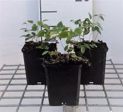 6 x Epimedium young. 'Niveum' - Fiore delle fate - vaso 9 x 9 cm