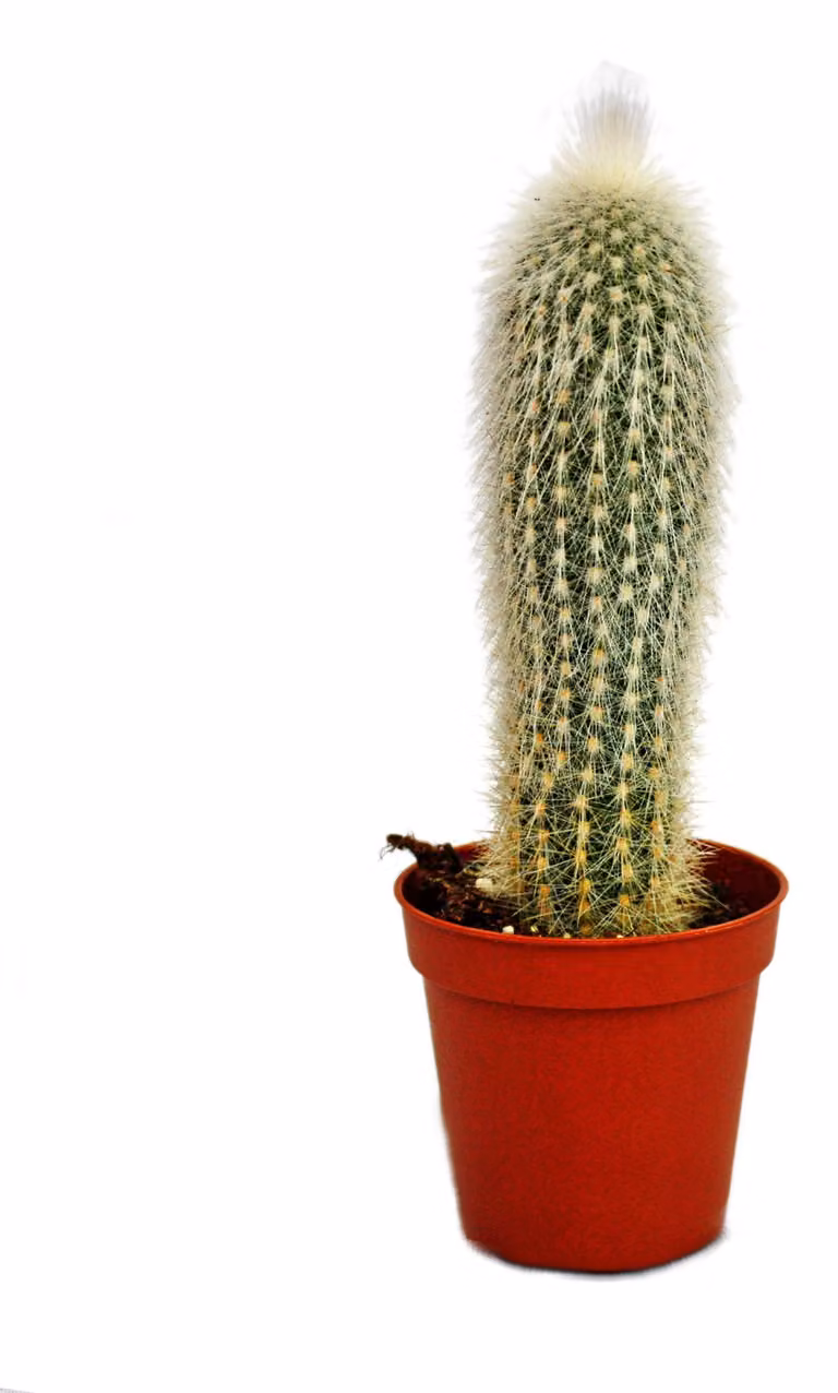 Cleistocactus strausii - candela d'argento - in vaso da 5,5 cm