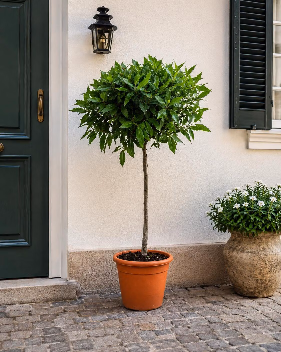 Laurus Nobilis - Alloro - Piantina con fusto di 100–120 cm - Alloro vero - Pianta in vaso - Pianta aromatica mediterranea - Resistente al freddo