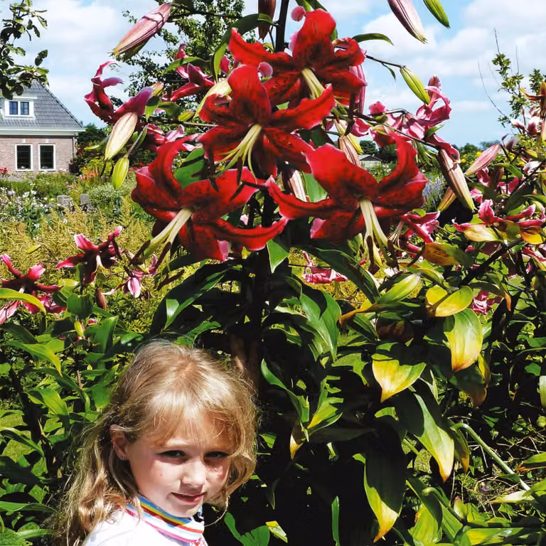 Gigli Bulbi da fiore Fiori Giglio arboreo Miss Feya 1 pz.