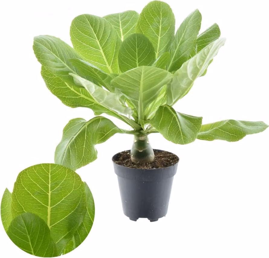 Brighamia Insignis (palma hawaiana) di circa 40 cm - Pianta d'appartamento esotica per un'atmosfera tropicale a casa vostra