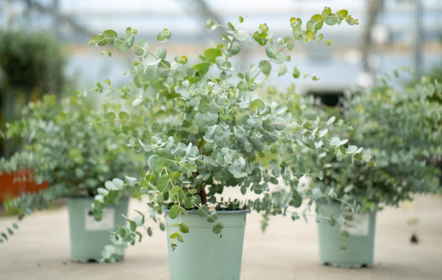 2x XL Eucalyptus Gunni Gunnii Arbusto di eucalipto 35-50 cm, pianta resistente al freddo